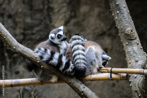 lemur