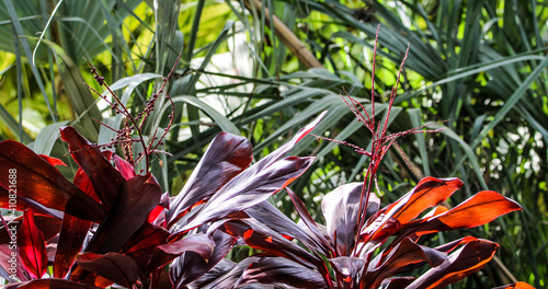 close up of a plant