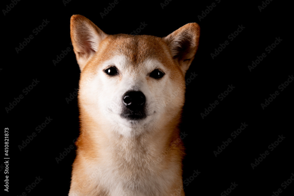 かわいい柴犬の女の子がやってきた かわいい柴犬の女の子がやってきた