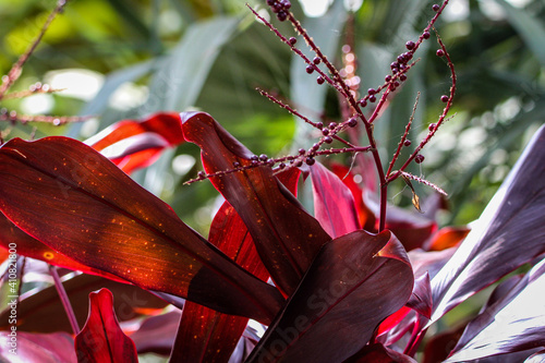 red and yellow leaves