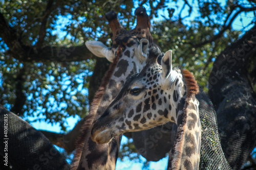 Canvas Print giraffe in the zoo