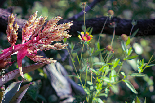flowers in the garden