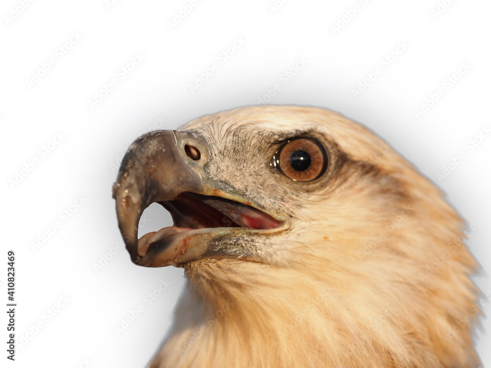 Close up of eagle on white background Close up of eagle on white background