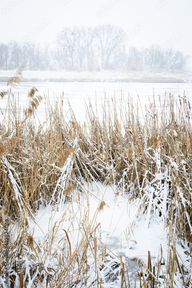 Fototapeta premium Snowfall in the reeds of lake Neusiedlersee in Burgenland