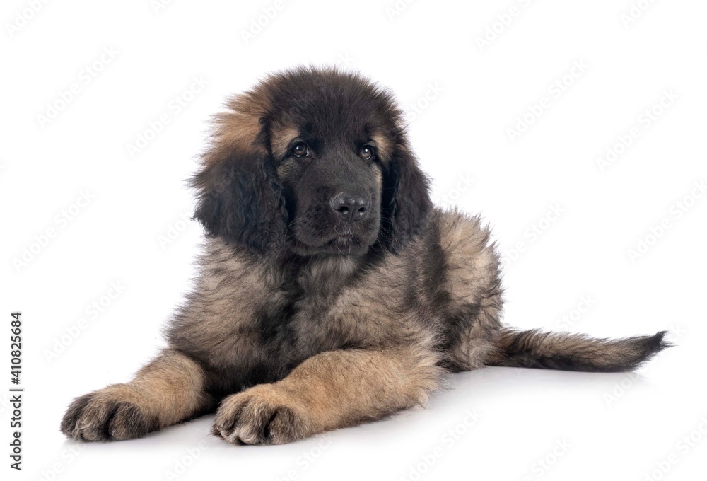 puppy Leonberger in studio puppy Leonberger in studio
