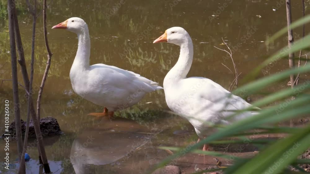 A beautiful white couple of duck standing in water. A beautiful white couple of duck standing in water.