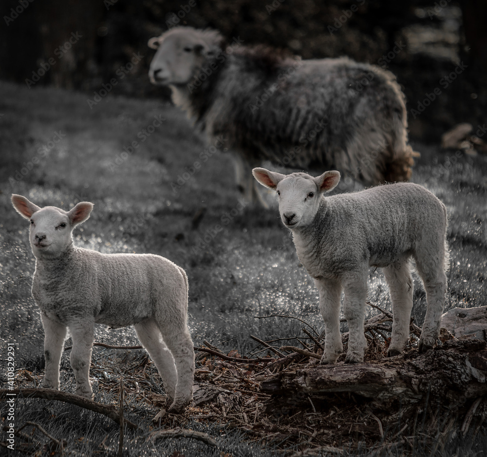 Obraz premium sheep and lambs