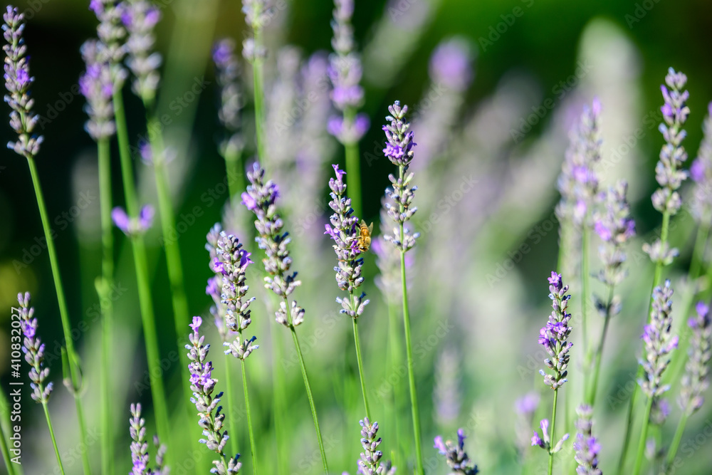 Many small blue lavender flowers in a sunny summer day in Scotland, United Kingdom, with selective focus, beautiful outdoor floral background. Many small blue lavender flowers in a sunny summer day in Scotland, United Kingdom, with selective focus, beautiful outdoor floral background.