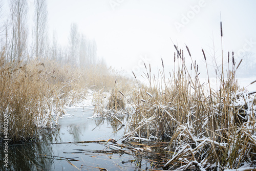 Snowfall in the reeds of lake Neusiedlersee in Burgenland photo