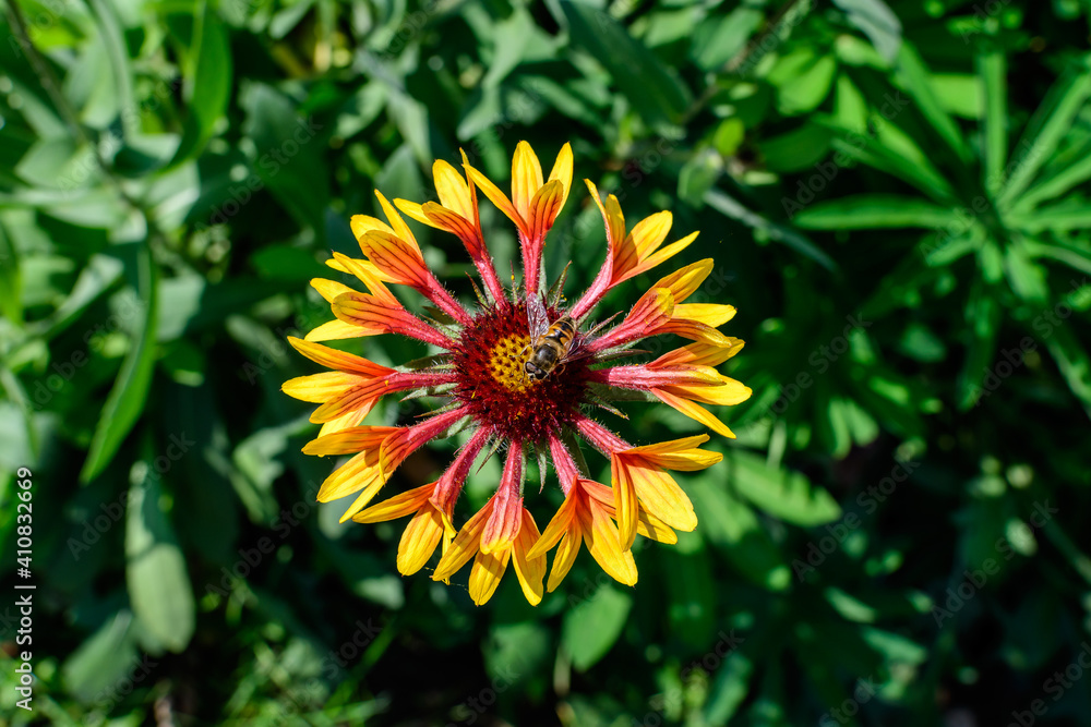 One vivid yellow and red Gaillardia flower, common known as blanket flower, and blurred green leaves in soft focus, in a garden in a sunny summer day, beautiful outdoor floral background. One vivid yellow and red Gaillardia flower, common known as blanket flower, and blurred green leaves in soft focus, in a garden in a sunny summer day, beautiful outdoor floral background.