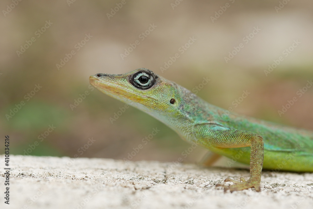 Looking into the eye of a lizard Looking into the eye of a lizard