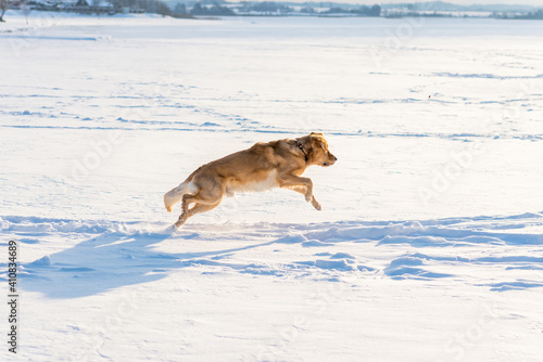 Golden retriever running on the snow at morning.