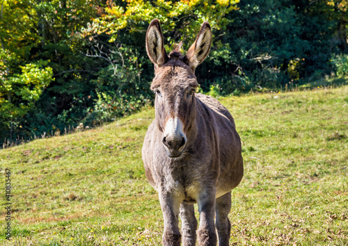 French countryside. Donkey on a field near Leoncel in the landscape of the Vercors, Drome, France