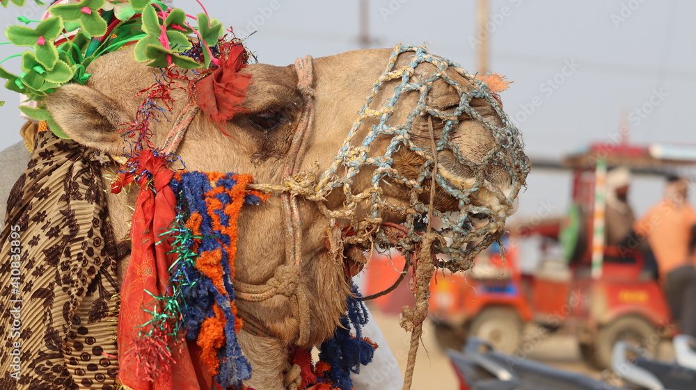 Obraz premium Close up face of a domesticated Camel found in the hot and cold deserts.