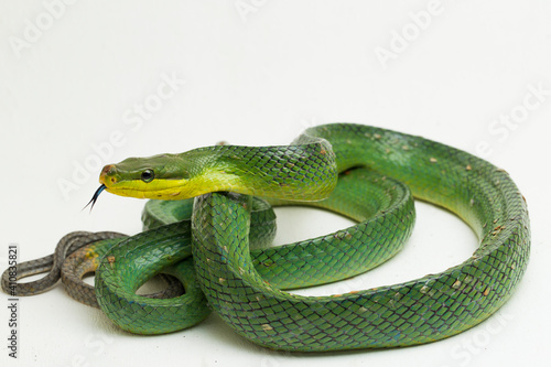Gonyosoma oxycephalum, the arboreal ratsnake, the red-tailed green ratsnake, and the red-tailed racer, isolated on white background.
