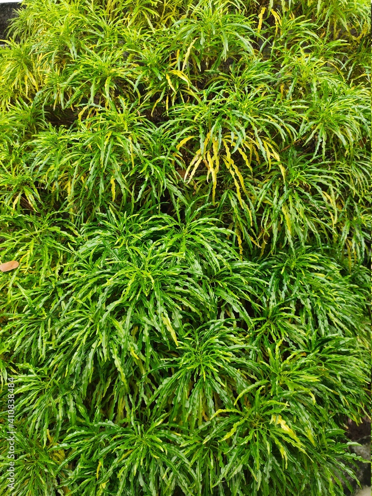close up of green pine needles close up of green pine needles