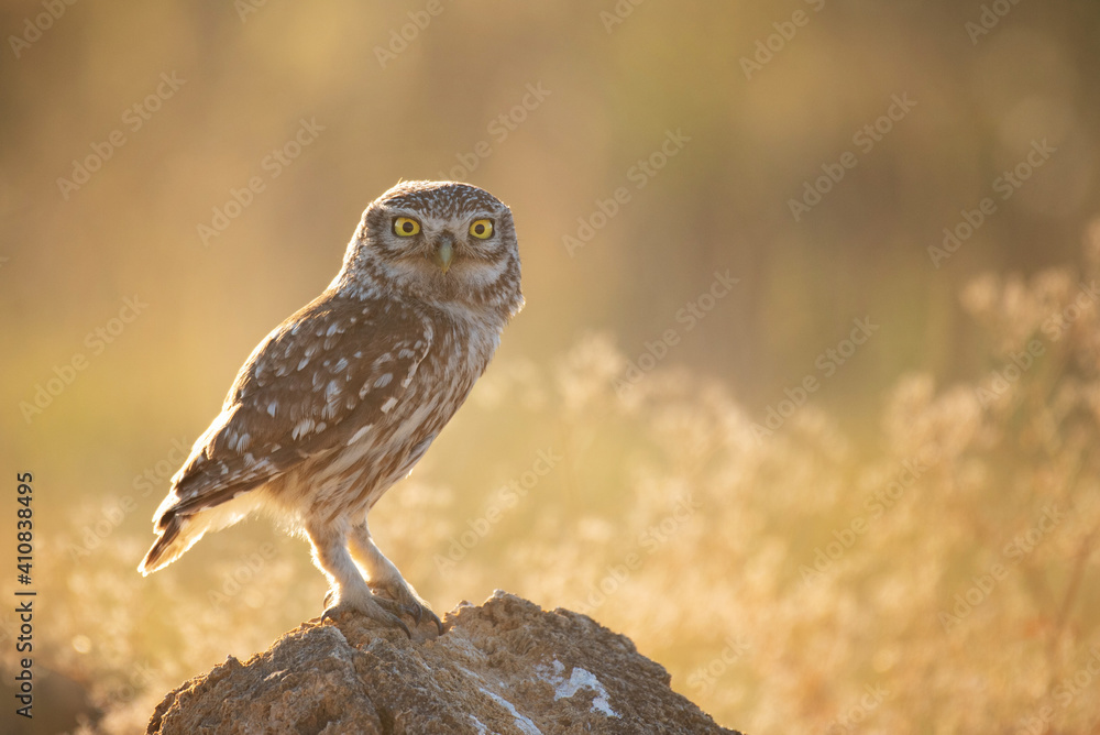 Adult little Owl Athene noctua in beautiful sunlight Adult little Owl Athene noctua in beautiful sunlight