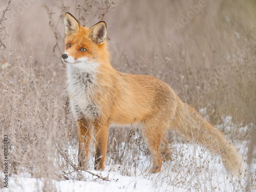 фотографія Fox Vulpes vulpes in a winter landscape