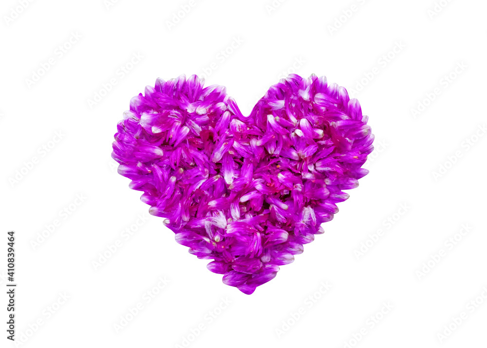 Heart pink flower of globe amaranth petal isolate on white background , clipping path