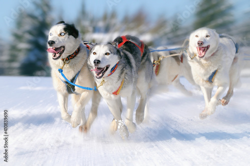 Sledge dogs in speed racing