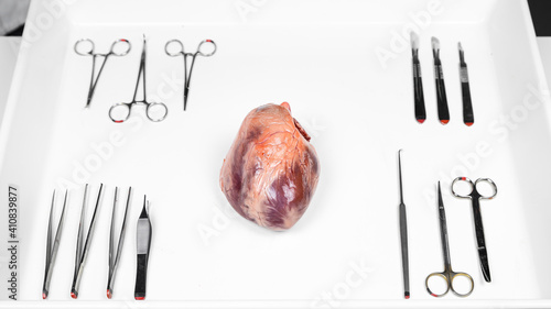 Photos fresh pit heart ready for dissection with surgery instruments like scissors, twe