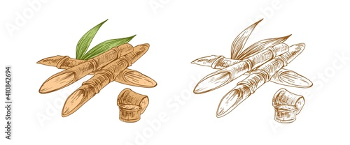 Colored sugarcane stalks and outlined sketch of sugar cane. Contoured parts o...