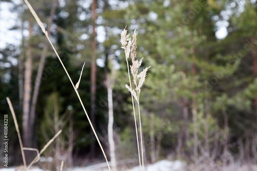 Ears of dry grass and forest with snow background in a winter day © keleny