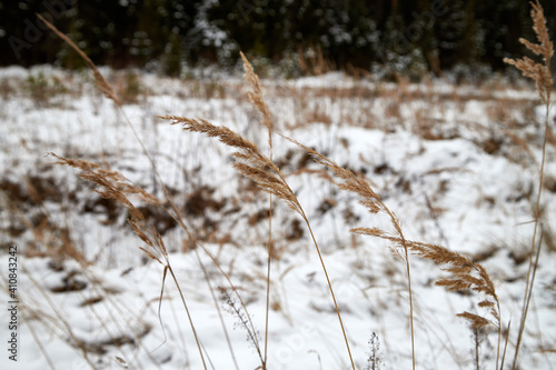 Ears of dry grass and forest with snow background in a winter day