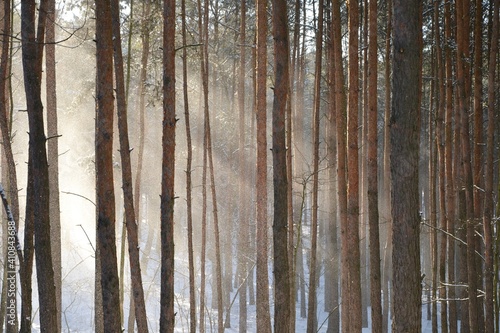 Beautiful winter forest. Trees covered with snow on frosty day. Sunbeams lighten falling snow. Snow falling from trees. Winter in the woods. 