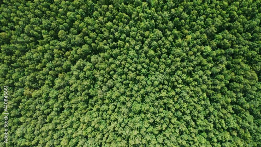 Aerial view directly above the dense forest. Camera is raising up and looking down. Aerial view directly above the dense forest. Camera is raising up and looking down.