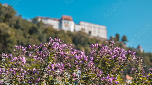 Beautiful flowers on a sunny day in summer at Passau, Danube, Bavaria, Germany