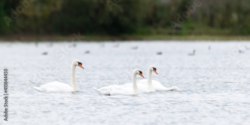 view of swans on a lake