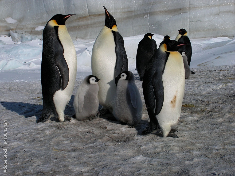 Obraz premium Emperor penguins flock Antarctica snow ice blue sky