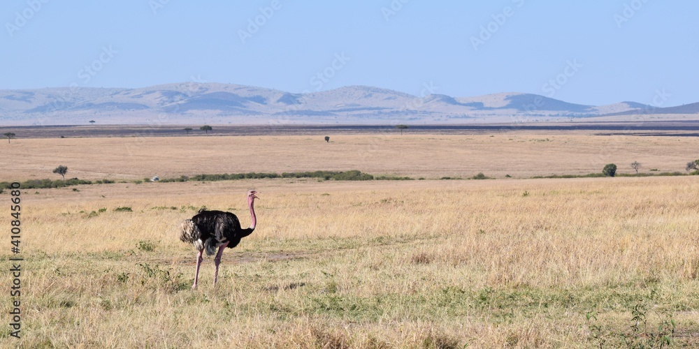 portrait of ostrich in the savannah portrait of ostrich in the savannah