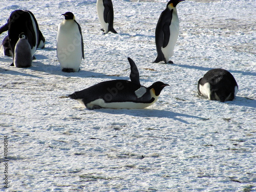 Emperor penguins flock Antarctica snow ice blue sky