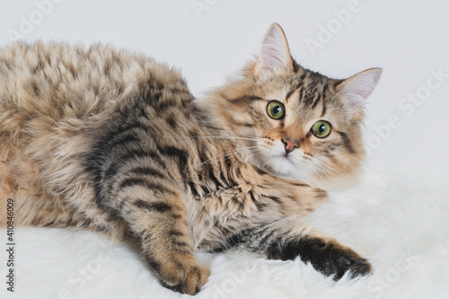 Photography of a cat on a white furry rug with a white background.