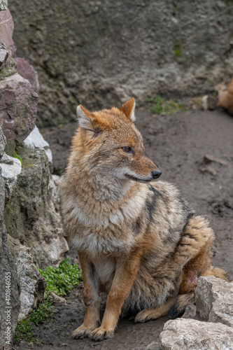 Fototapeta Naklejka Na Ścianę i Meble -  Close up of Golden Jackal Canis Aureus