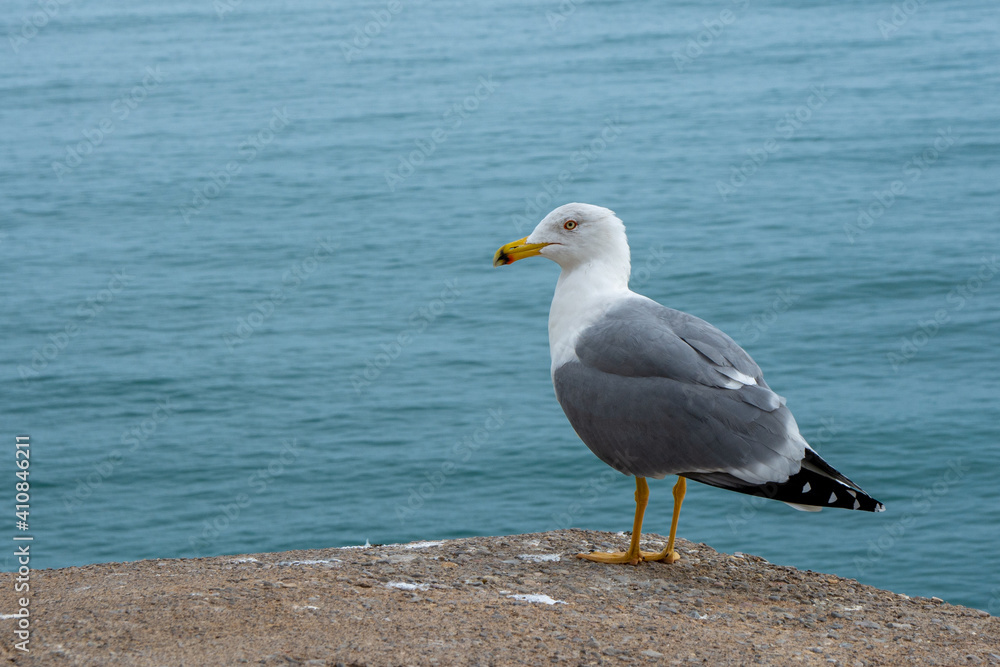 Gaviota Gaviota