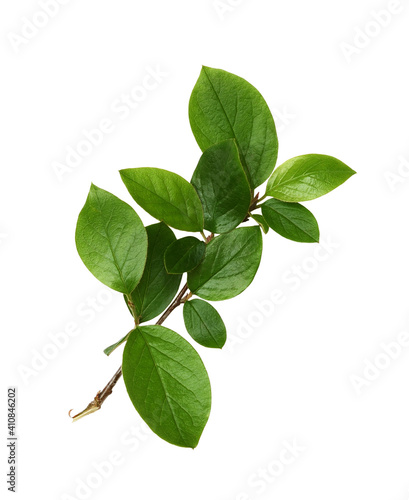 Twig with spring green leaves