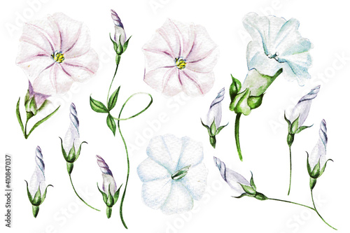 Watercolor bindweed, wild flowers, field herbs, Convolvulus arvensis , natural elements, hand drawn illustration