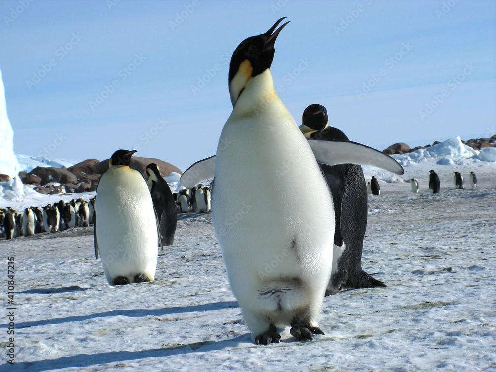 Fototapeta premium Emperor penguins flock Antarctica snow ice blue sky