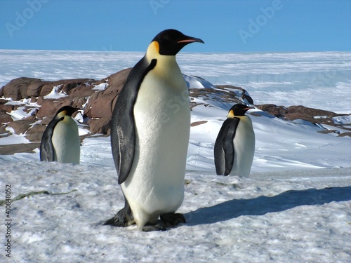 Emperor penguins flock Antarctica snow ice blue sky