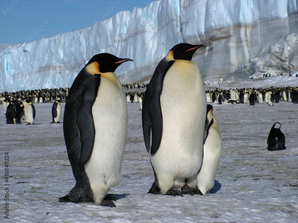 Fototapeta premium Emperor penguins flock Antarctica snow ice blue sky