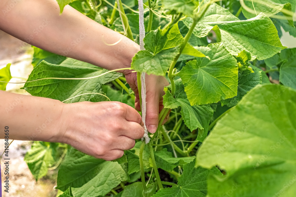 Women's hands are tying cucumbers in the garden. Green cucumber seedlings in the greenhouse, care for a good harvest