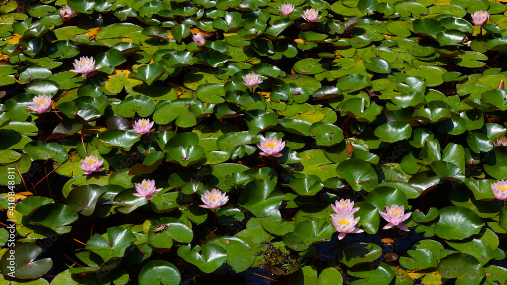 Fototapeta premium the green carpet of leaves and flowers of lotus