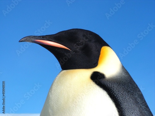 Emperor penguins flock Antarctica snow ice blue sky