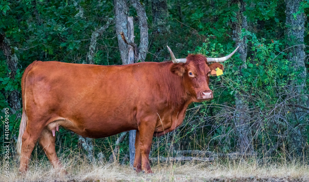 Strong red cow over the oak trees with ear tags Strong red cow over the oak trees with ear tags