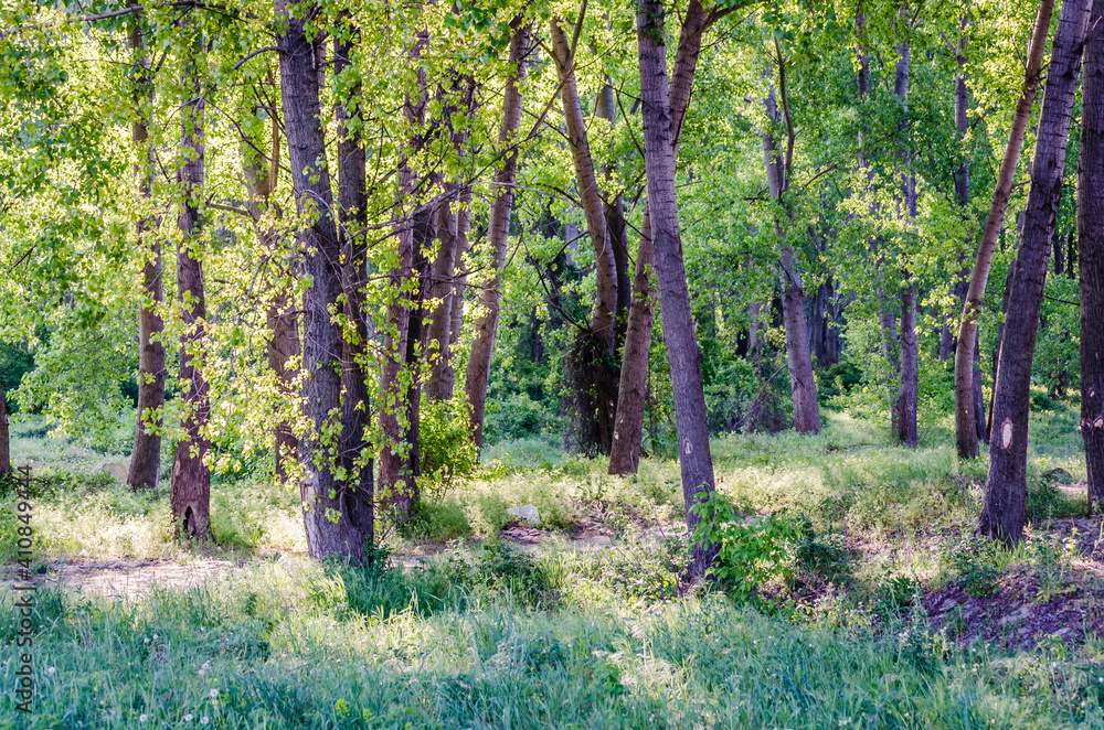 A young forest of poplar trees on the banks of the Danube River in Petrovaradin near Novi Sad, Serbia A young forest of poplar trees on the banks of the Danube River in Petrovaradin near Novi Sad, Serbia
