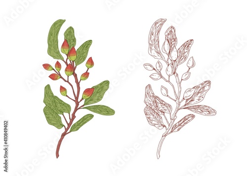 Colored pistachio tree branch with raw nuts and hand-drawn outlined sketch of pistache plant with fruits and leaves. Contoured botanical elements. Vector illustration isolated on white background