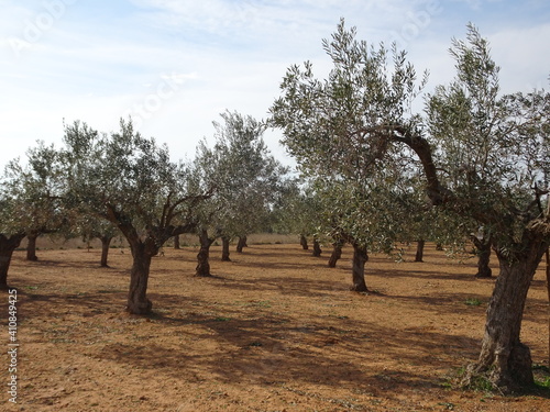 Olive Tree Orchard in Valencia Spain